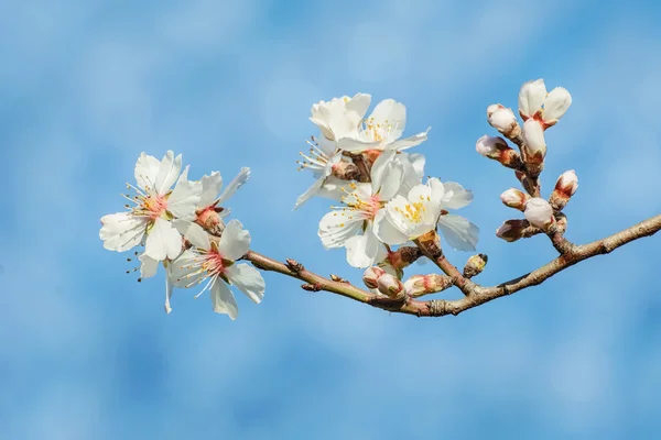 Flores da primavera sobre azul — Fotografia de Stock