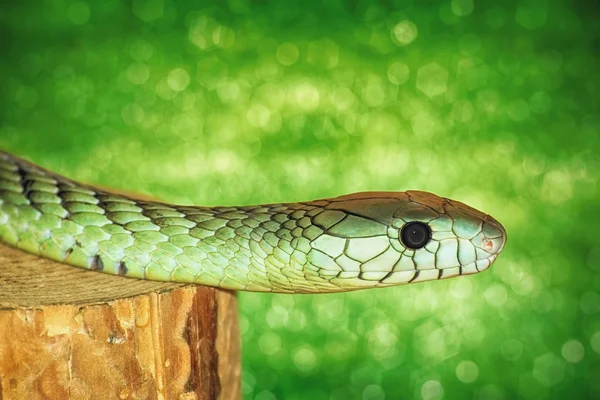 Retrato de Serpente Verde — Fotografia de Stock