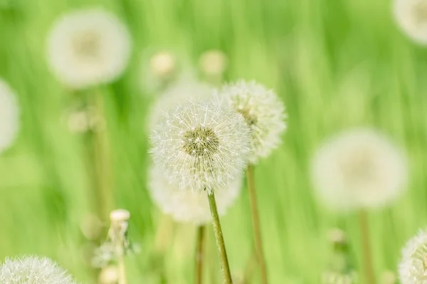 Dientes de león sobre el verde — Foto de Stock