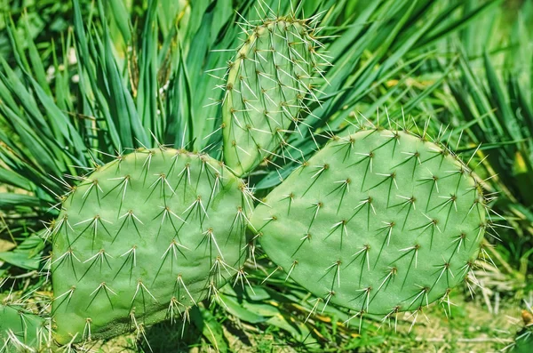 Cactus in Botanical Garden — Stock Photo, Image