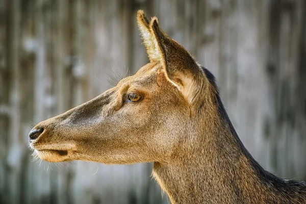 Ritratto di cervo — Foto Stock