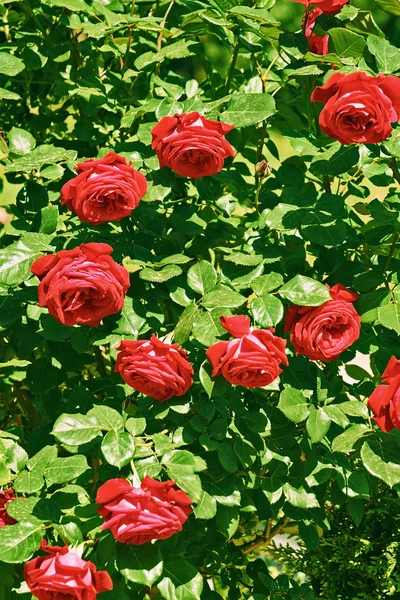 Rosa roja arbusto — Foto de Stock