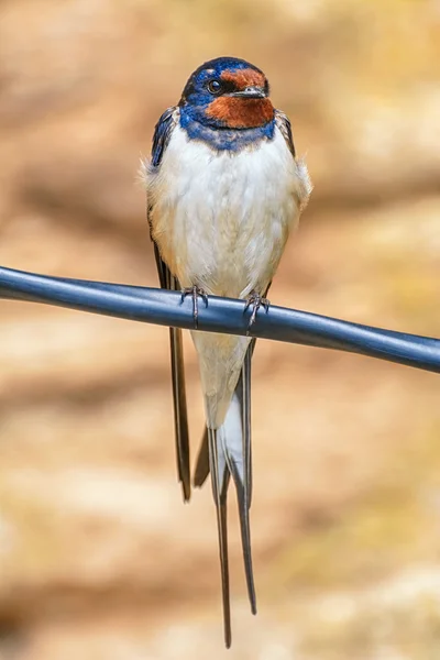Swallow on the Wire