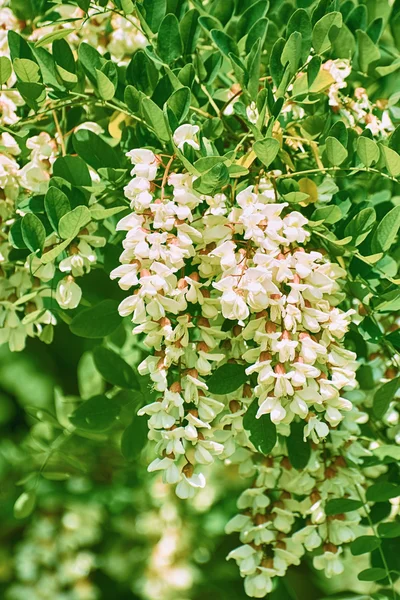 Flores brancas de Wisteria — Fotografia de Stock