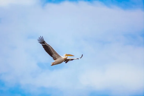 Gökyüzünde uçan Pelikan — Stok fotoğraf
