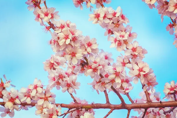 Blommande av mandel — Stockfoto