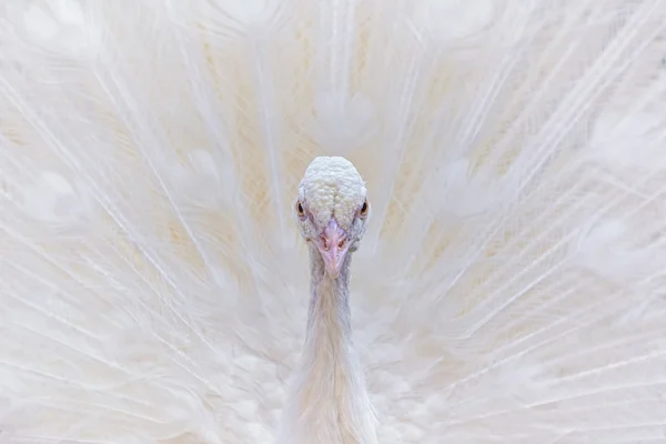 白孔雀的肖像 — 图库照片