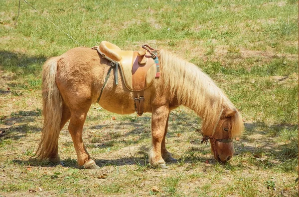 Kleines rotes Pony — Stockfoto