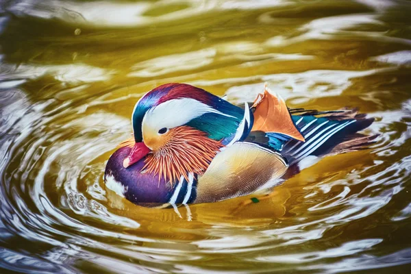 Canard mandarin sur l'eau — Photo