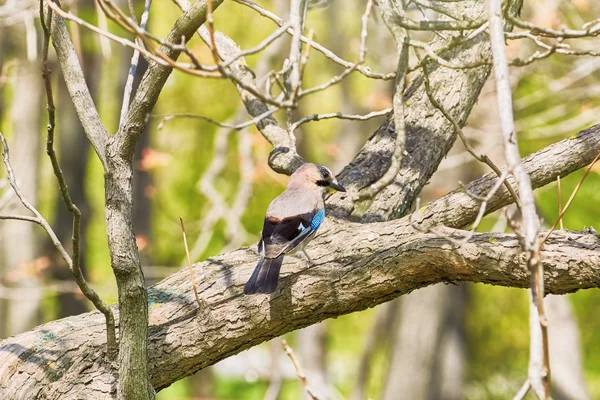 Jay eurasiatico sull'albero — Foto Stock