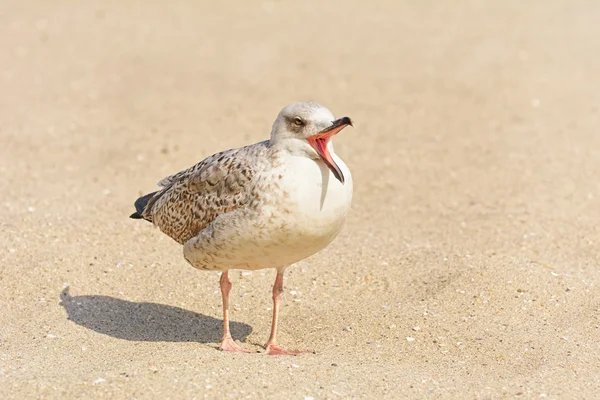 Gaivotas Birdling na areia — Fotografia de Stock