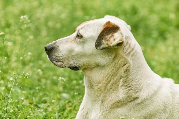 雑種犬の肖像画 — ストック写真