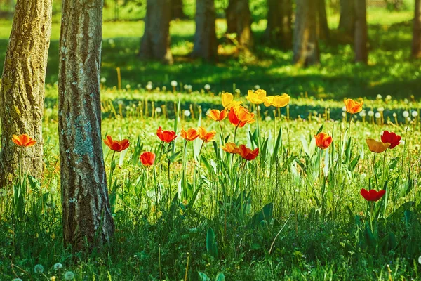 Tulipány v lese — Stock fotografie