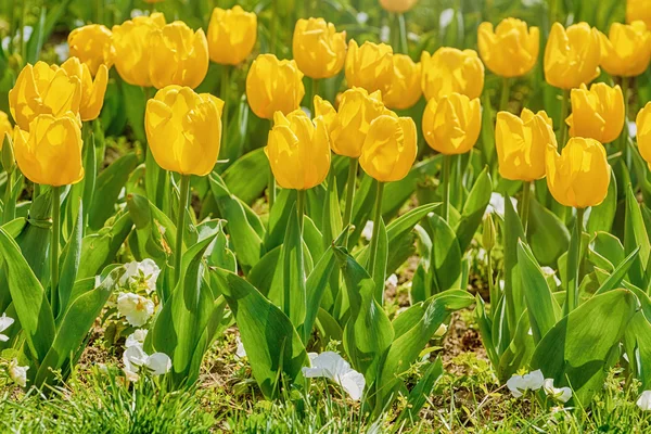 Záhon žlutých tulipánů — Stock fotografie