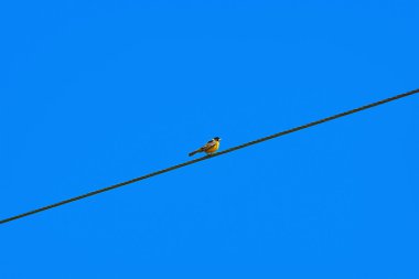 Kara başlı kiraz kuşu