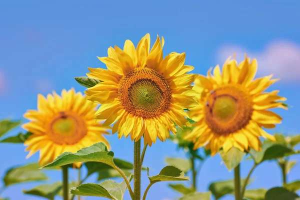 Blooming rijp zonnebloem — Stockfoto