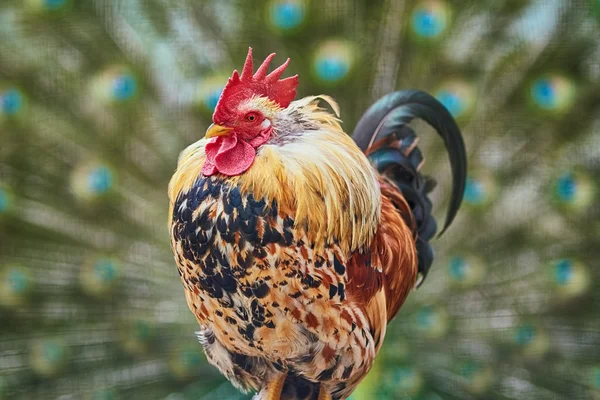 Rooster with Peacock Tail — Stock Photo, Image