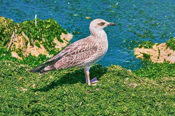 Birdling martı — Stok fotoğraf