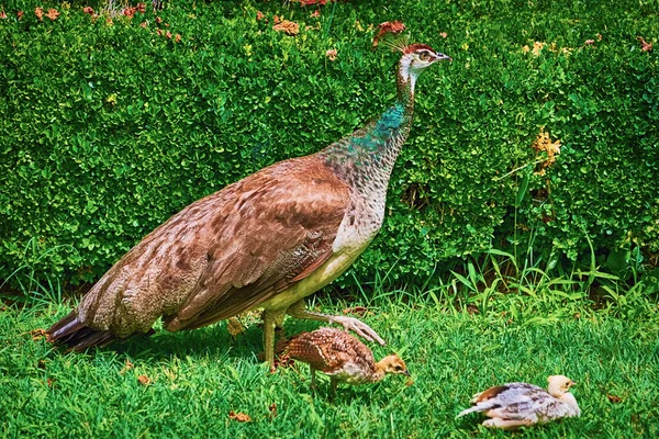 Peahen s mláďata — Stock fotografie