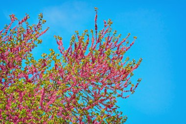 Judas Tree (Cercis Siliquastrum) clipart