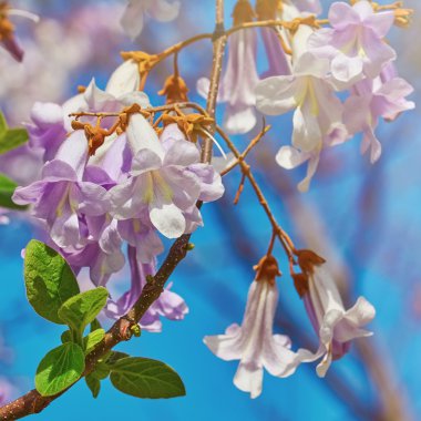 Paulownia Fortunei çiçek