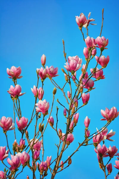 Květy magnólie proti obloze — Stock fotografie