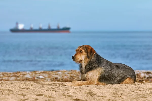 Hund am Ufer — Stockfoto