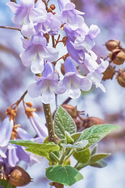 Paulownia Fortunei Flowers — Stock Photo, Image