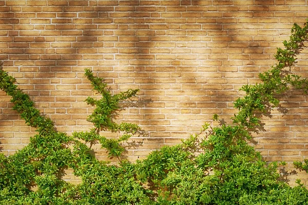 Grön Clambering växt — Stockfoto