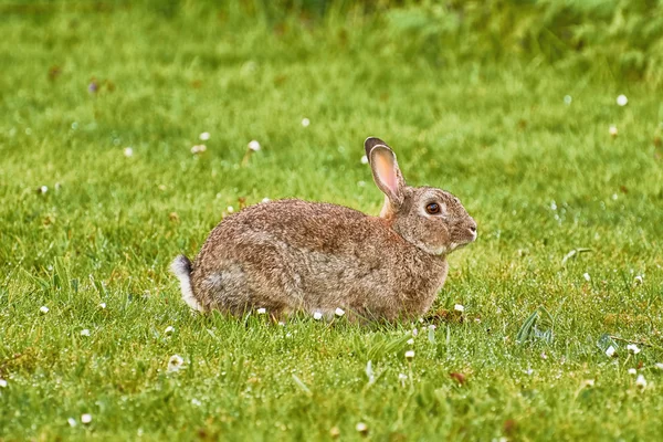 Brauner Hase auf Gras — Stockfoto