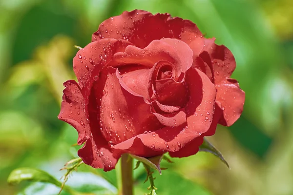 Red Rose over Green — Stock Photo, Image