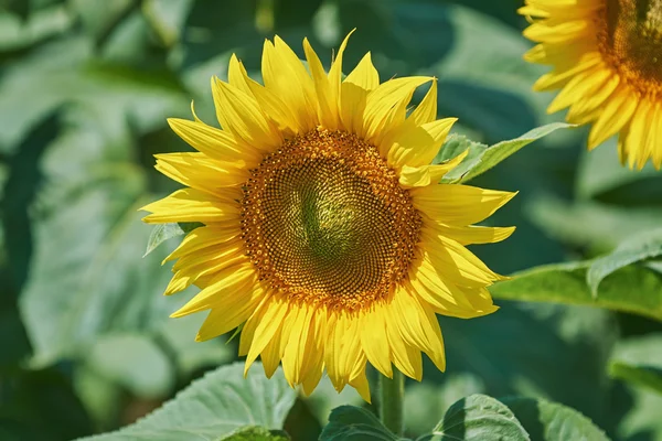 Zonnebloem tegen groen — Stockfoto