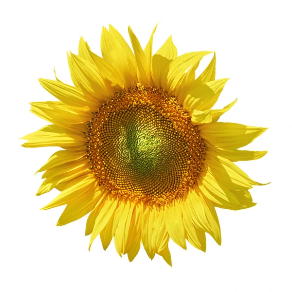 Floarea soarelui împotriva albului — Fotografie, imagine de stoc