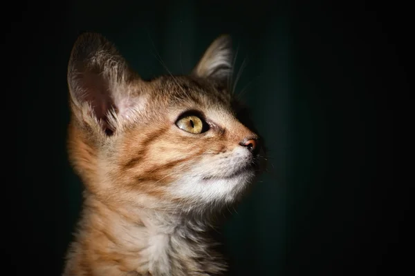 Retrato de gatinho — Fotografia de Stock