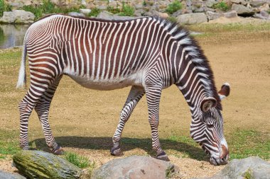 Zebra (Equus quagga)