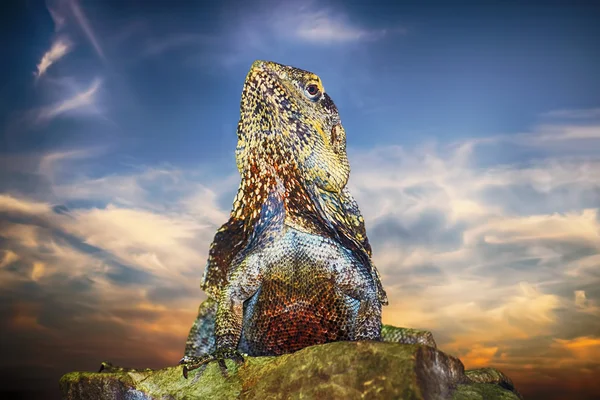 Gwatemali kolczaste ogoniasty Iguana — Zdjęcie stockowe