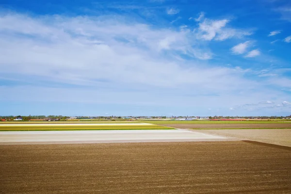 Harvested Fields of Tulips — Stock Photo, Image