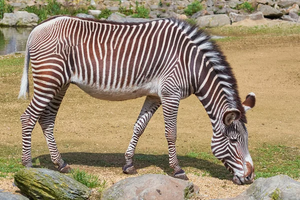 Zebra (Equus quagga) — Stok fotoğraf