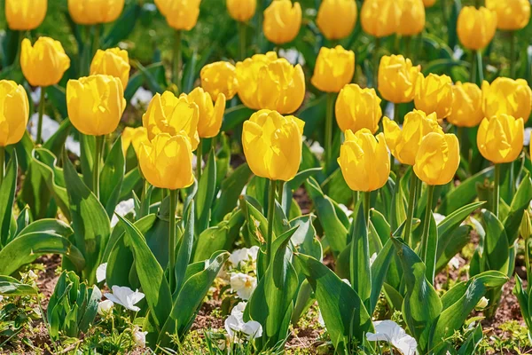 Záhon žlutých tulipánů — Stock fotografie