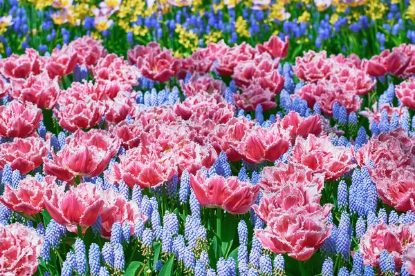 Tulipas franjas Flowerbed — Fotografia de Stock