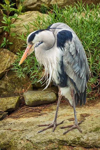 Heron op de rots — Stockfoto