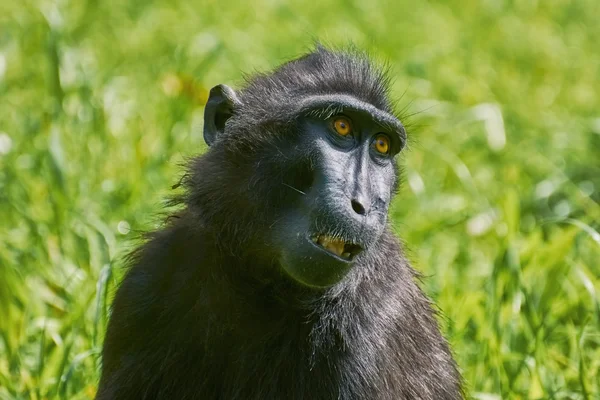Celebes Crested Macaque — Stock Photo, Image