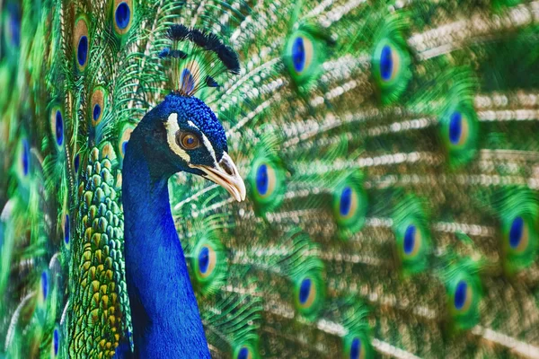 Portrait Of Peacock — Stock Photo, Image