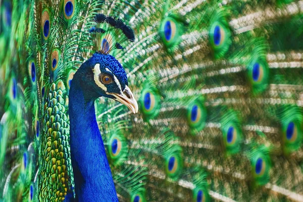 Retrato de pavão — Fotografia de Stock