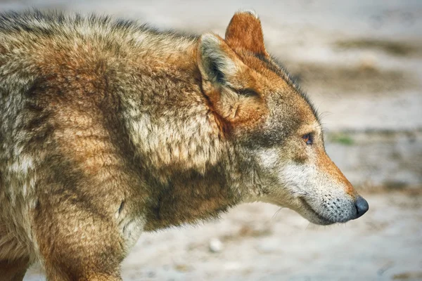 Портрет волка — стоковое фото