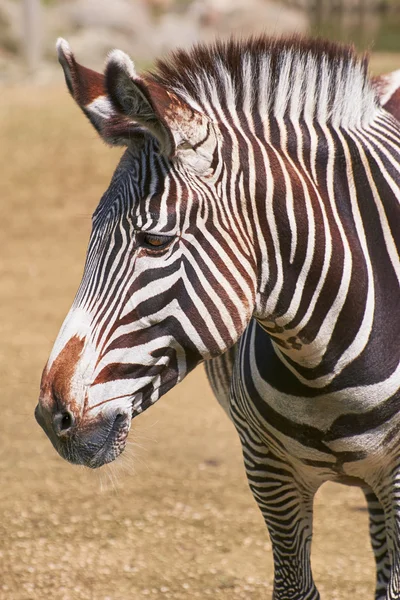 Zebra portresi — Stok fotoğraf