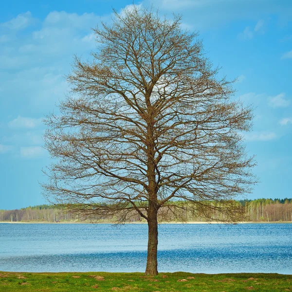 Árbol desnudo en el banco — Foto de Stock