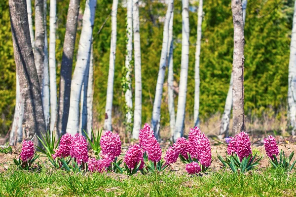 Красные гиацинтовые цветы — стоковое фото