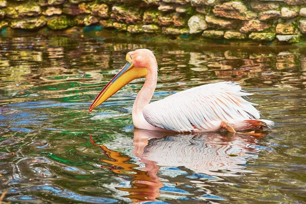 Pelicano na lagoa — Fotografia de Stock