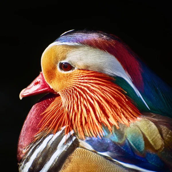 Portrait of Mandarin Duck — Stock Photo, Image